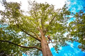 How Our Tree Care Process Works  in  Round Lake Park, IL